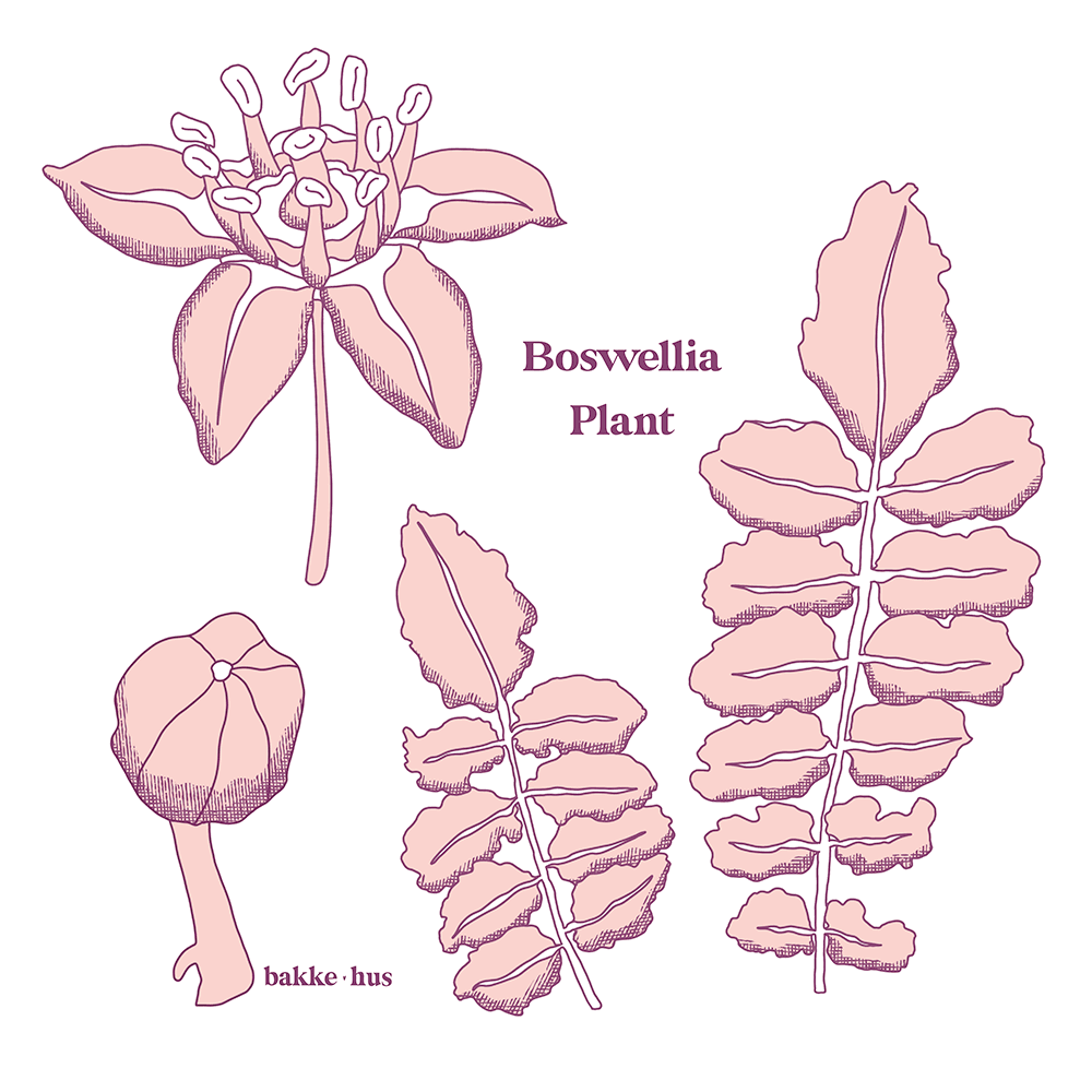 Hand-drawn illustration of the Boswellia (Frankincense) plant. The drawing contains a flower, a bud, and two stems of leaves.  