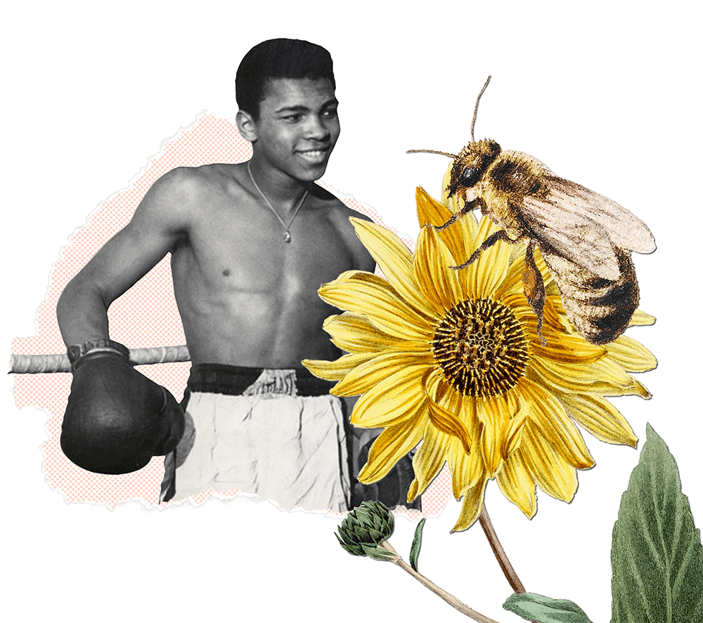 Photo collage of a young Muhammad Ali leaning on a boxing ring smiling at a giant Bee resting on a sunflower