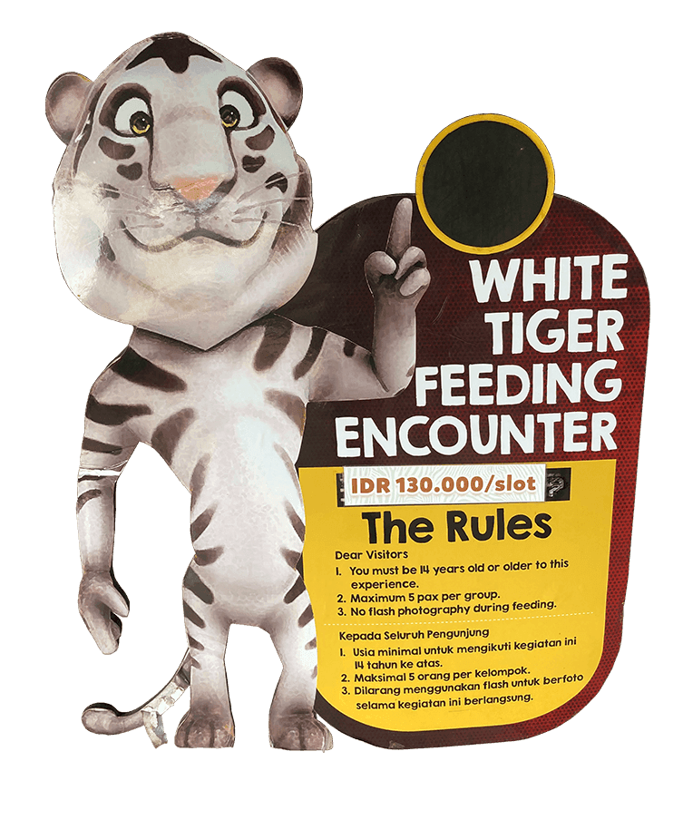 Cardboard cutout of a White Tiger announcing the feeding times, prices and rules for meeting White Tigers at Bali Safari Park