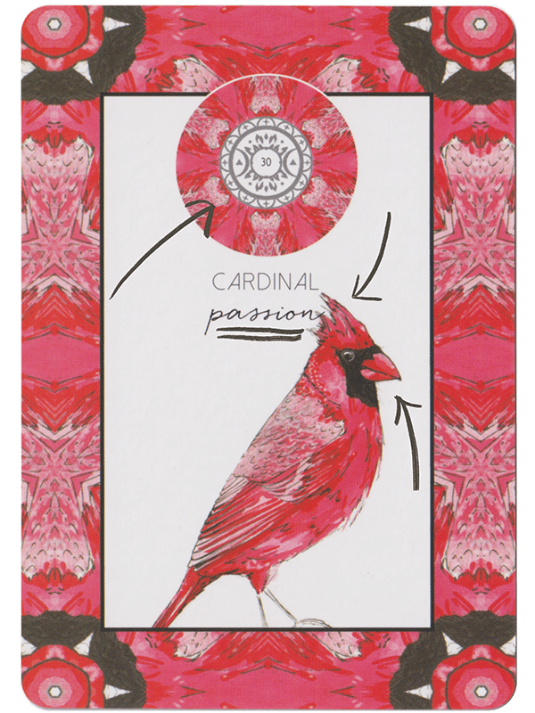 Red and black Cardinal Oracle cards from the Animal Kin Deck by Sarah Wilder with three arrows down onto it to highlight the Oracle card's message of 'Passion' and the Cardinal's Beak, feathery crown and card mandala. 