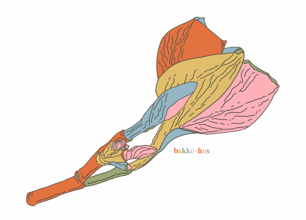 A hand-drawn illustration of the Rainbow Frangipane is found in Indonesia and Bali. Petals have been coloured with retro pink, yellow, green and red. Copyright bakkehus - Heidi Isaksen-Loxton