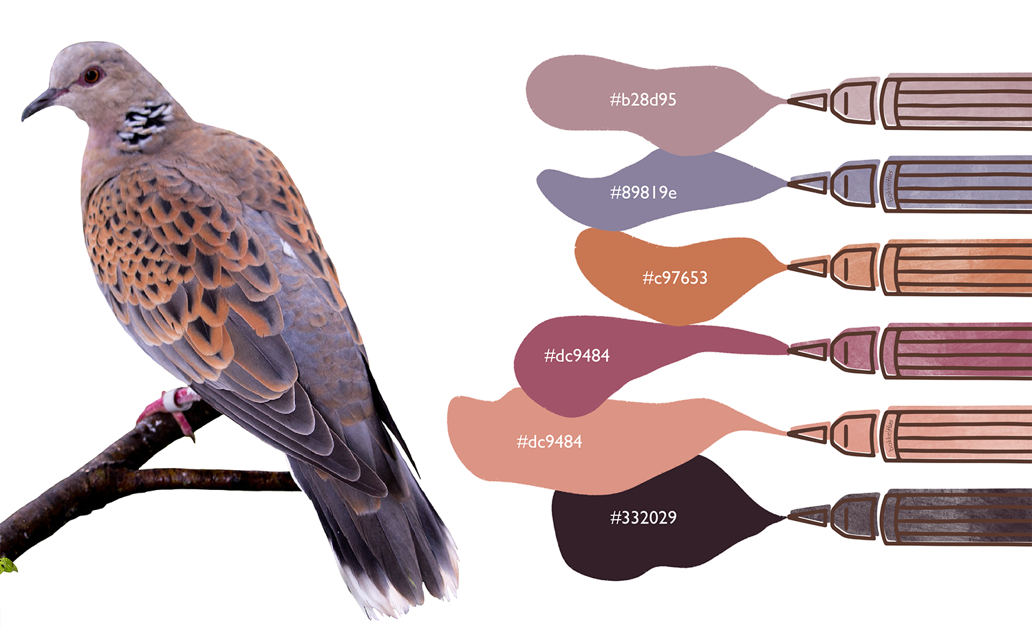 Colour palette inspired by a dove featuring a photograph of a turtle dove on a branch on the left, paired with six marker-drawn colour swatches on the right. Each swatch shows the hex colour code: #b28d95 (mauve), #89819e (dusty purple), #c97653 (terracotta), #dc9484 (rose), #dc9484 (salmon pink), and #332029 (dark brown). The swatches are styled to look like brush strokes from markers with visible pen nibs.

Colour Swatch image created by bakkeHus.com
