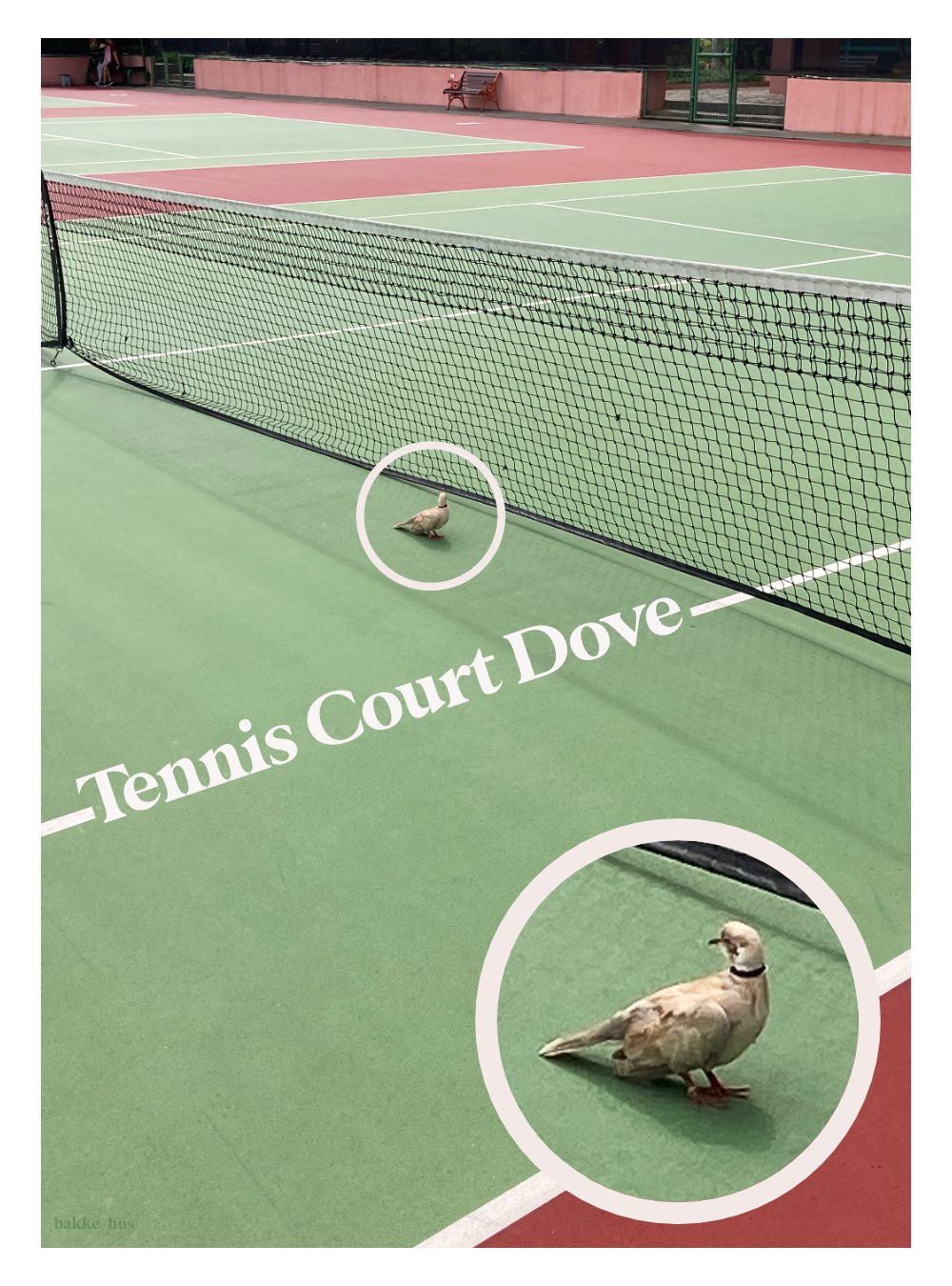 "A tennis court with green surface and red boundaries, featuring a dove near the net. The image includes two views of the same dove: a distant shot showing its position by the tennis net, and a close-up circular inset showing the dove in detail - a collared dove with beige-brown plumage resting on the court surface. Text overlay reads 'Tennis Court Dove'. The court has pink walls in the background and is surrounded by a black mesh net." Photo by bakkehus
