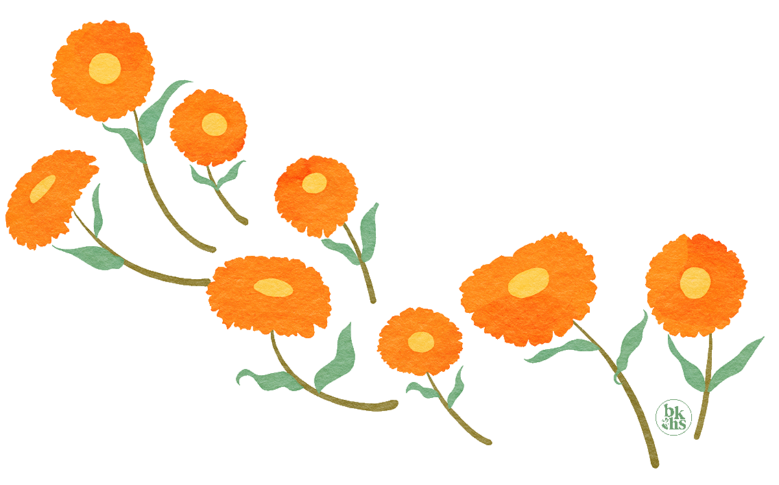 Loose calendula flowers: A row of orange calendula blossoms with yellow‑gold centers and soft green stems and leaves arcs across a pale cream background, using hues like marigold orange, golden yellow, sage green, and light cream; illustration by Heidi Isaksen-Loxton for bakkehus.com